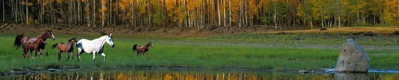 baner