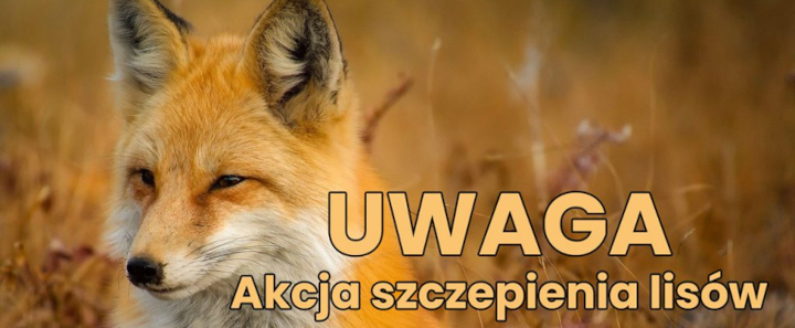 grafika z głową miłego lisa